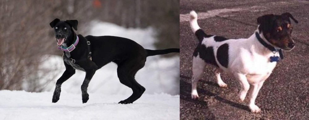 Teddy Roosevelt Terrier vs Eurohound - Breed Comparison