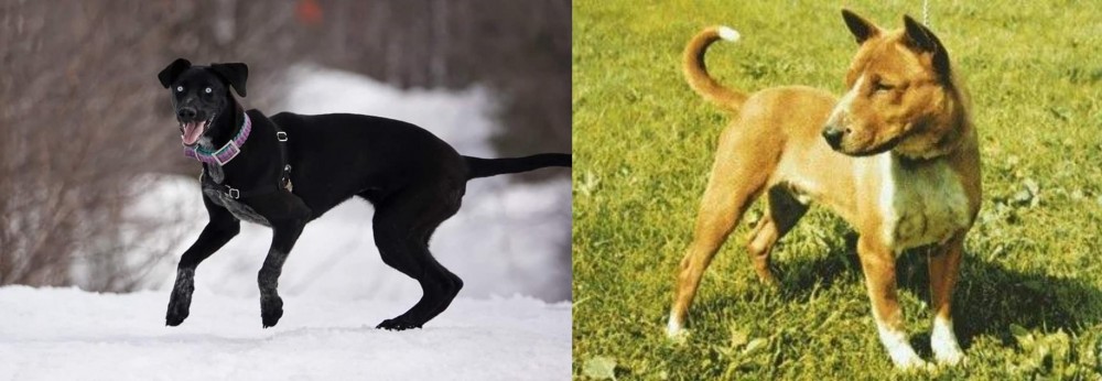 Telomian vs Eurohound - Breed Comparison