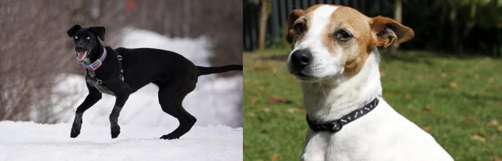 Tenterfield Terrier vs Eurohound - Breed Comparison