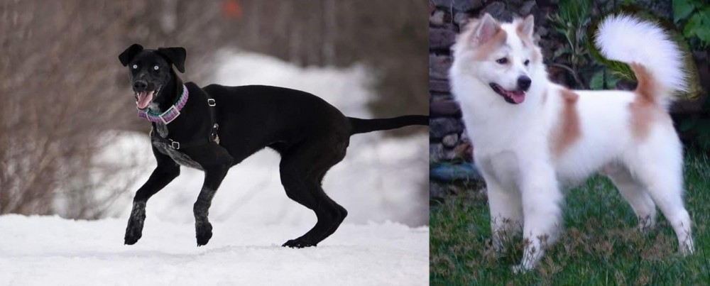 Thai Bangkaew vs Eurohound - Breed Comparison