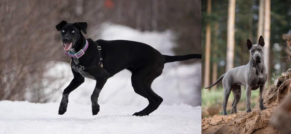 Thai Ridgeback vs Eurohound - Breed Comparison