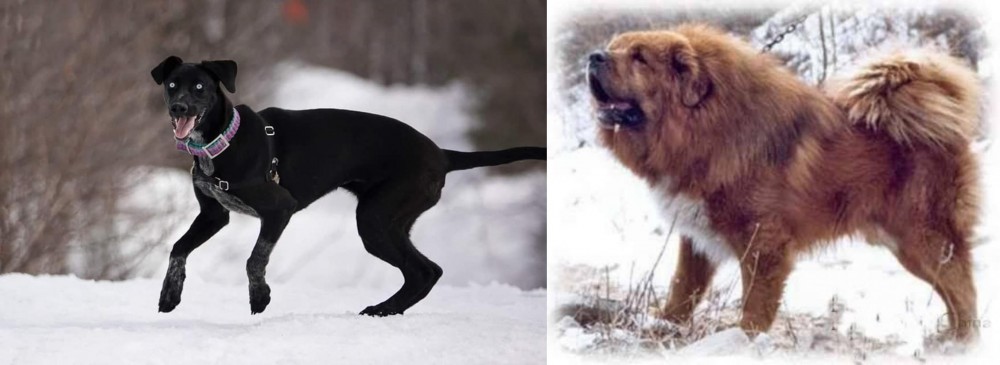 Tibetan Kyi Apso vs Eurohound - Breed Comparison