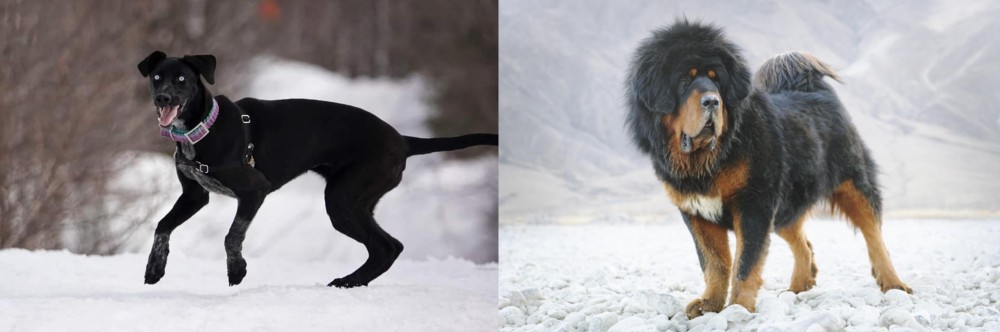 Tibetan Mastiff vs Eurohound - Breed Comparison