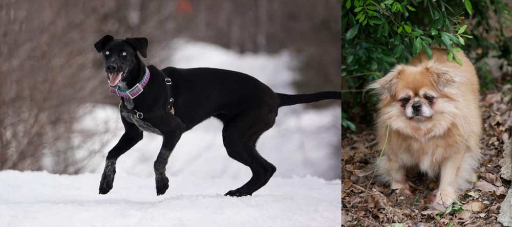 Tibetan Spaniel vs Eurohound - Breed Comparison