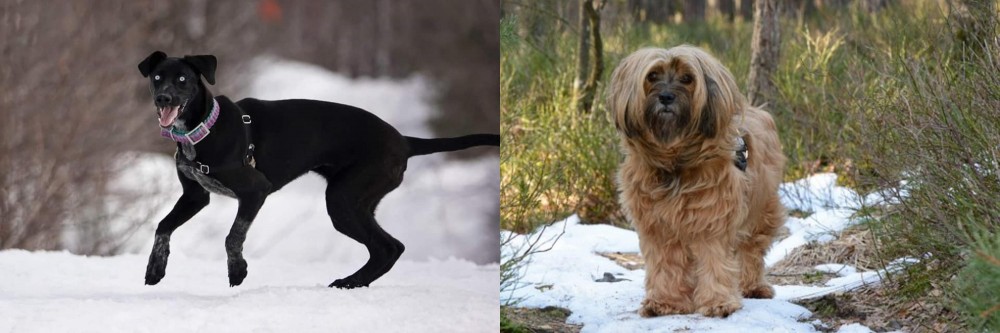 Tibetan Terrier vs Eurohound - Breed Comparison