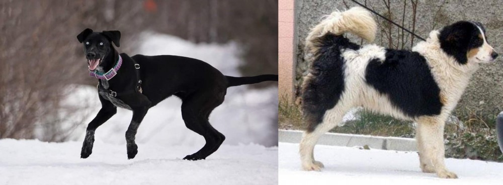 Tornjak vs Eurohound - Breed Comparison