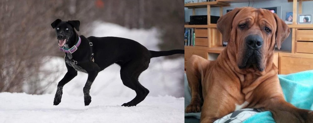 Tosa vs Eurohound - Breed Comparison
