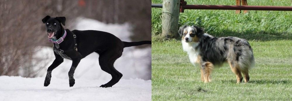 Toy Australian Shepherd vs Eurohound - Breed Comparison
