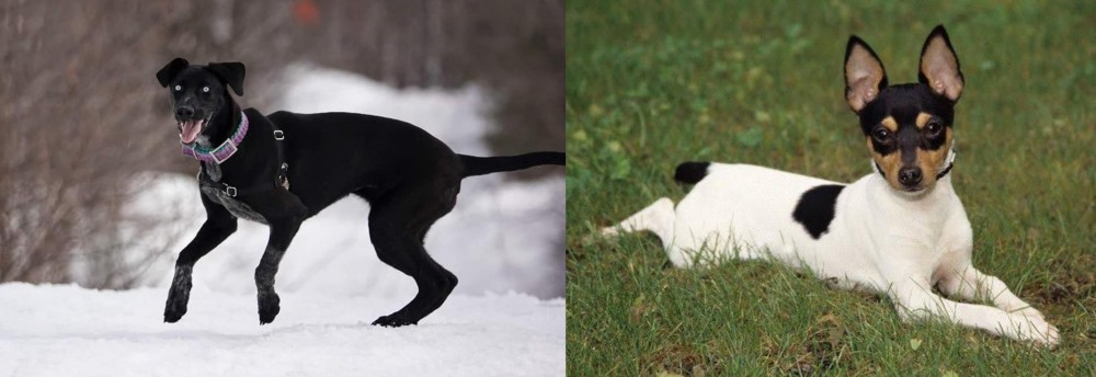 Toy Fox Terrier vs Eurohound - Breed Comparison