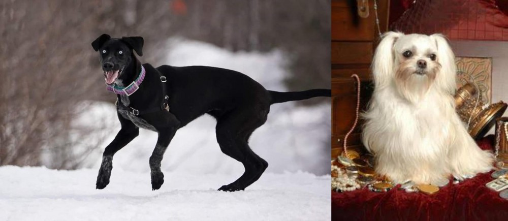 Toy Mi-Ki vs Eurohound - Breed Comparison