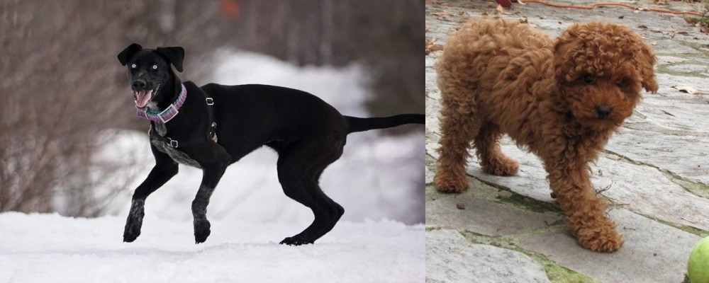 Toy Poodle vs Eurohound - Breed Comparison