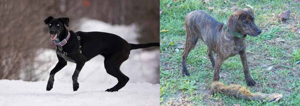 Treeing Cur vs Eurohound - Breed Comparison
