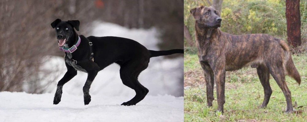 Treeing Tennessee Brindle vs Eurohound - Breed Comparison