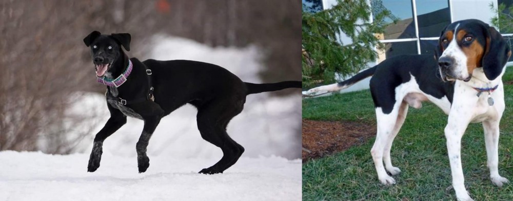 Treeing Walker Coonhound vs Eurohound - Breed Comparison