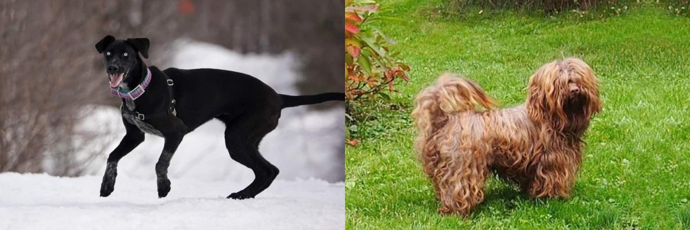 Tsvetnaya Bolonka vs Eurohound - Breed Comparison