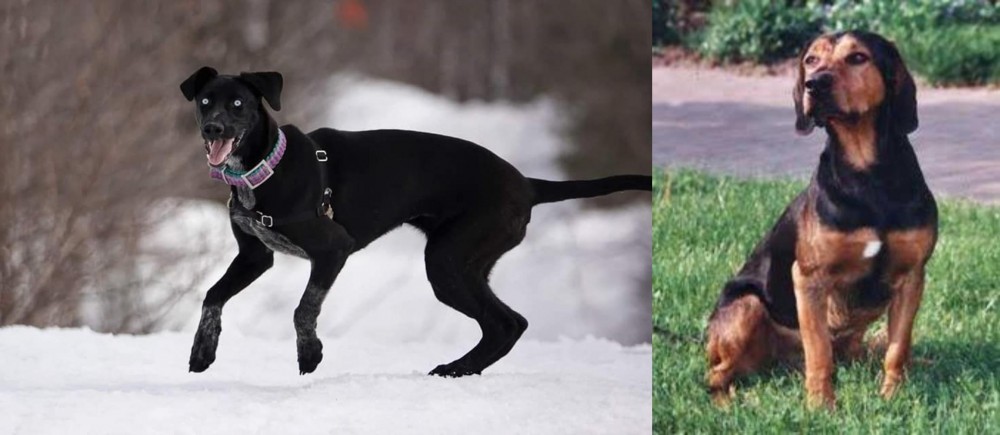Tyrolean Hound vs Eurohound - Breed Comparison