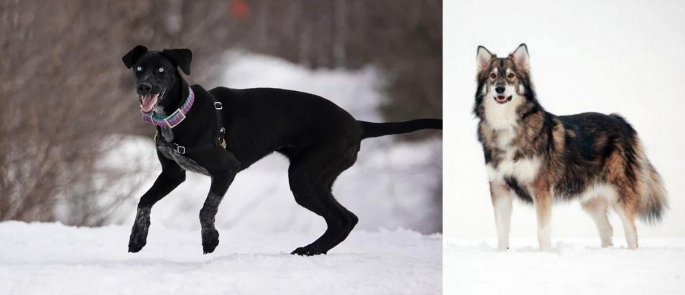 Utonagan vs Eurohound - Breed Comparison