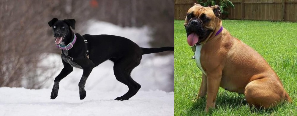 Valley Bulldog vs Eurohound - Breed Comparison