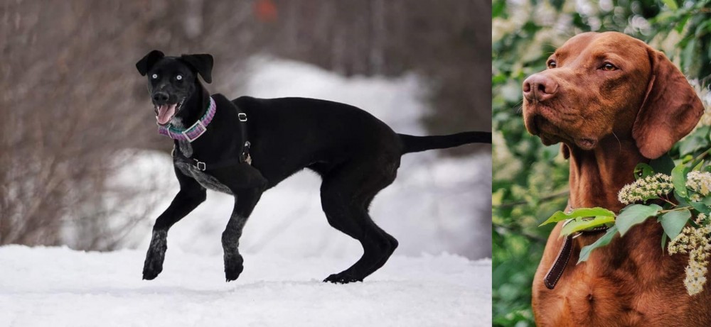 Vizsla vs Eurohound - Breed Comparison