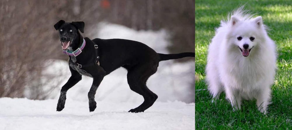 Volpino Italiano vs Eurohound - Breed Comparison