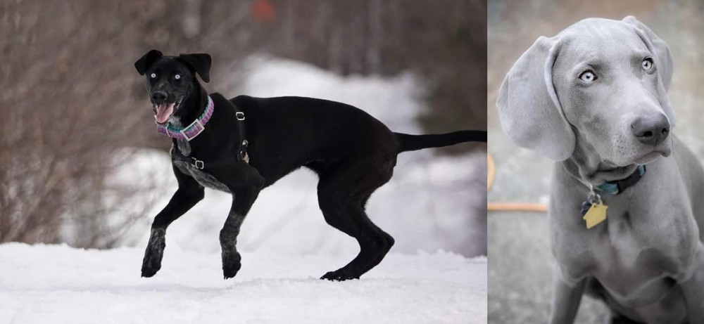 Weimaraner vs Eurohound - Breed Comparison