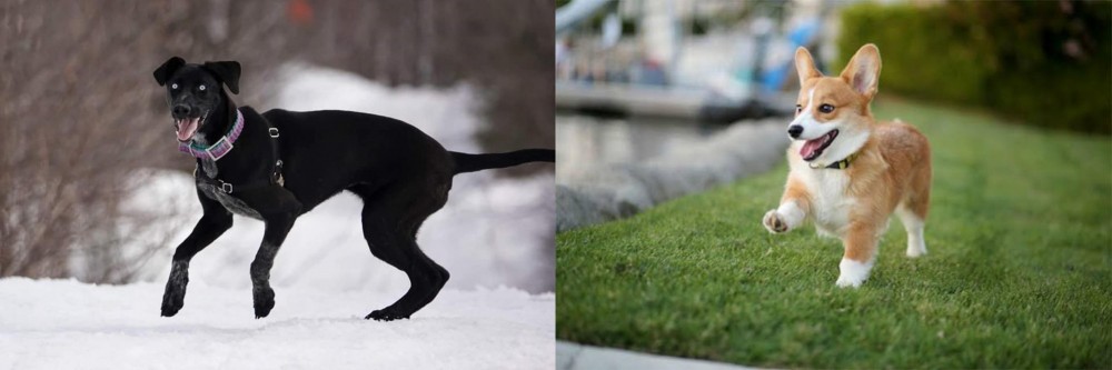 Welsh Corgi vs Eurohound - Breed Comparison