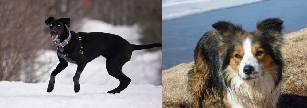 Welsh Sheepdog vs Eurohound - Breed Comparison