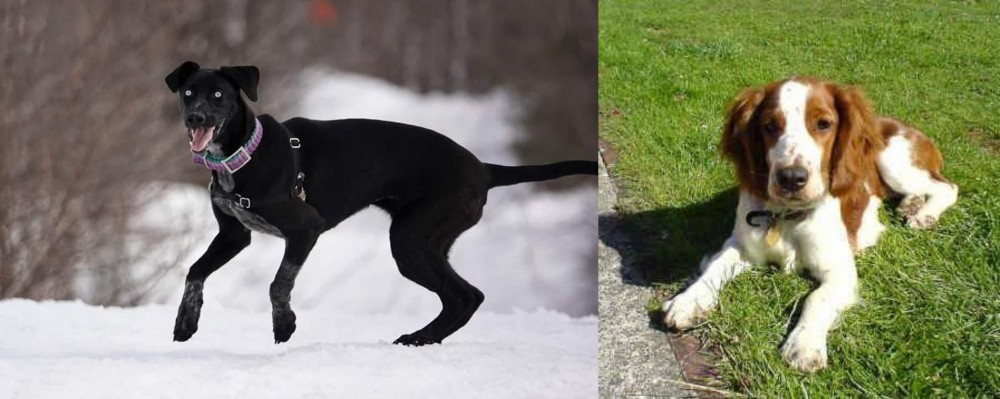 Welsh Springer Spaniel vs Eurohound - Breed Comparison