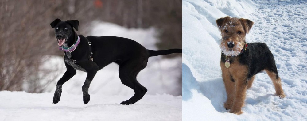 Welsh Terrier vs Eurohound - Breed Comparison