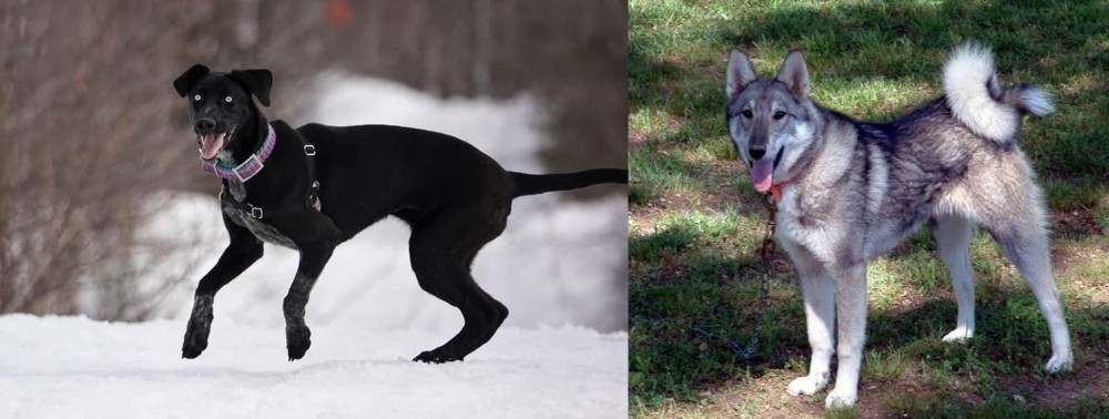 West Siberian Laika vs Eurohound - Breed Comparison