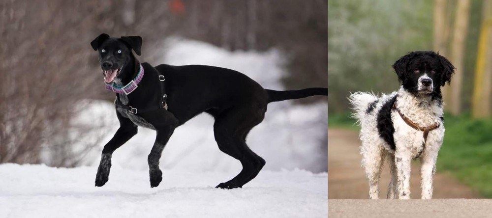 Wetterhoun vs Eurohound - Breed Comparison