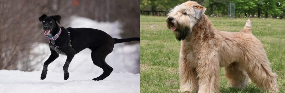 Wheaten Terrier vs Eurohound - Breed Comparison