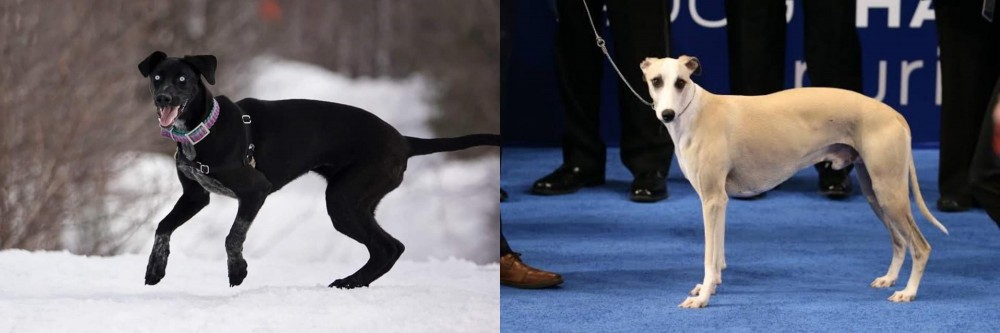 Whippet vs Eurohound - Breed Comparison