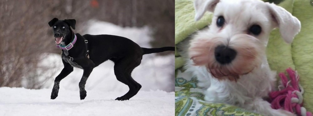 White Schnauzer vs Eurohound - Breed Comparison