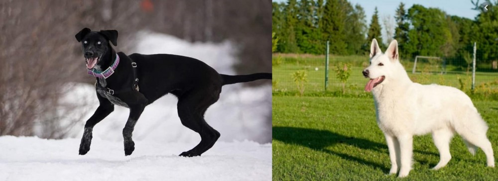 White Shepherd vs Eurohound - Breed Comparison