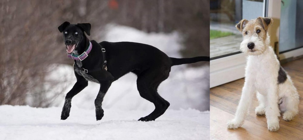Wire Fox Terrier vs Eurohound - Breed Comparison