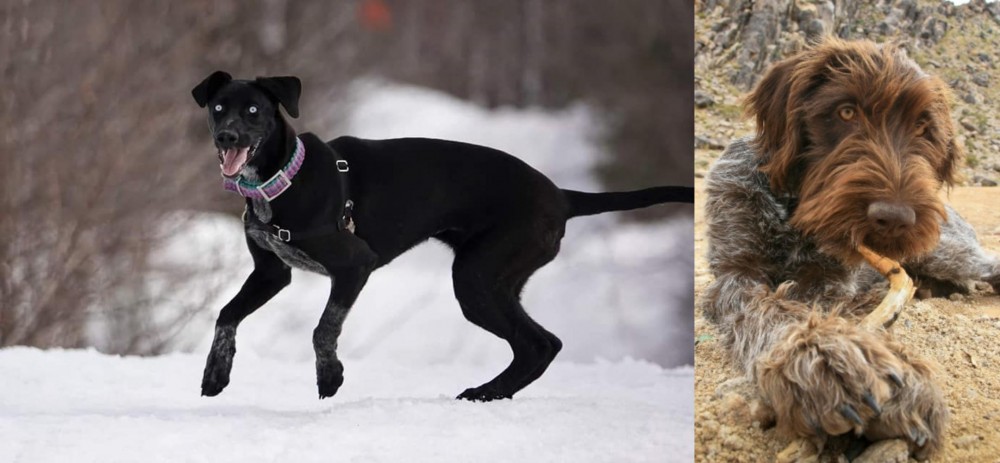 Wirehaired Pointing Griffon vs Eurohound - Breed Comparison