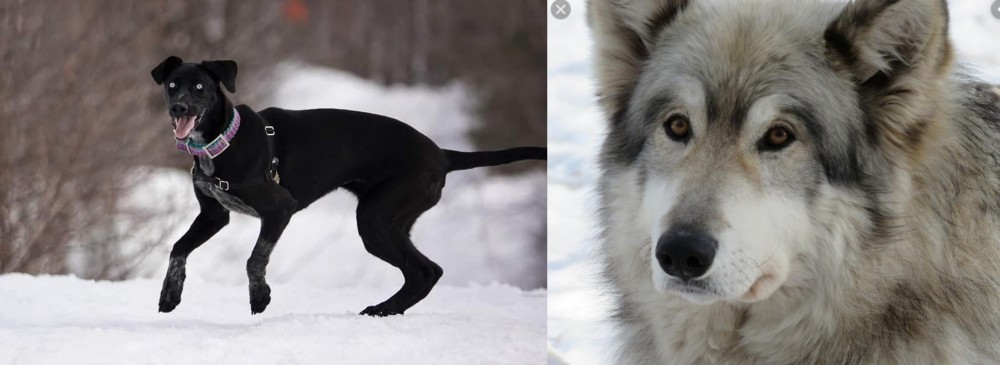 Wolfdog vs Eurohound - Breed Comparison