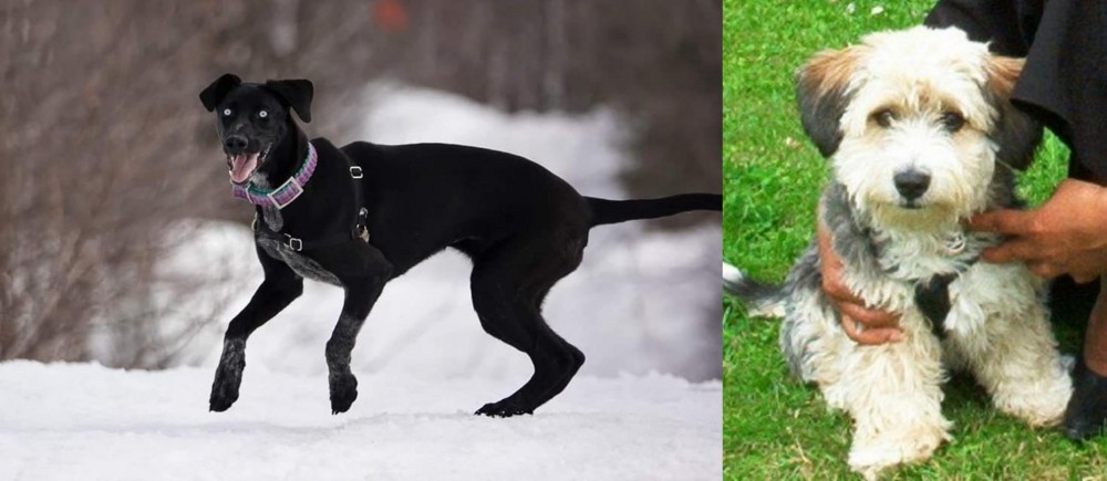 Yo-Chon vs Eurohound - Breed Comparison