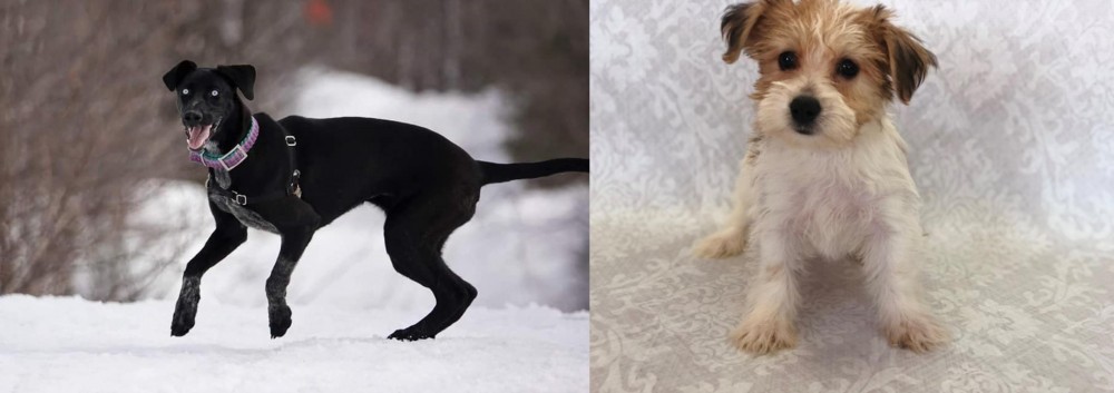 Yochon vs Eurohound - Breed Comparison