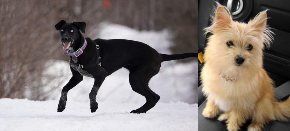 Yoranian vs Eurohound - Breed Comparison