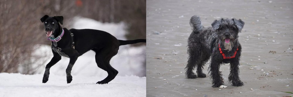 YorkiePoo vs Eurohound - Breed Comparison