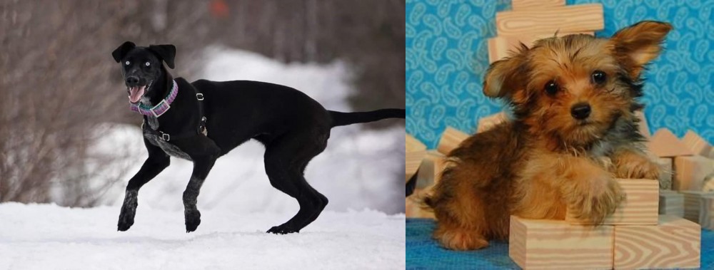 Yorkillon vs Eurohound - Breed Comparison