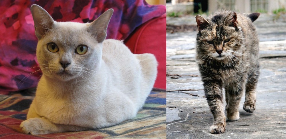 Farm Cat vs European Burmese - Breed Comparison