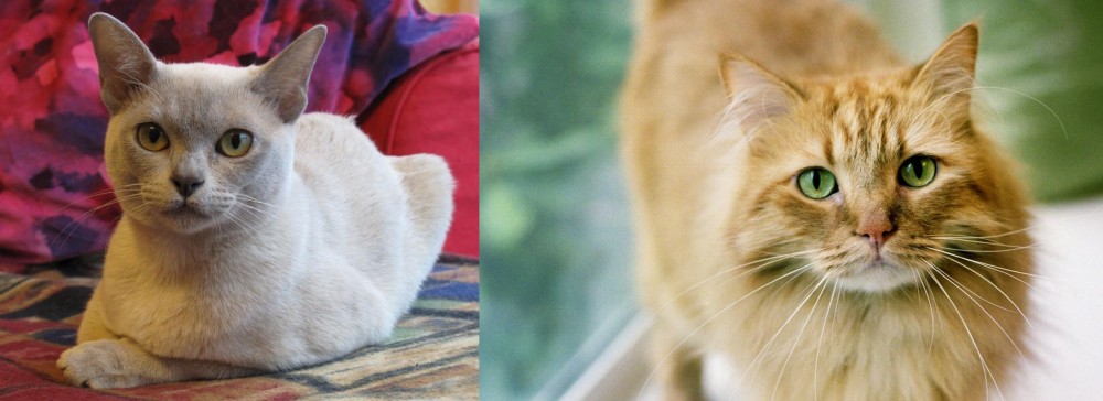 Ginger Tabby vs European Burmese - Breed Comparison