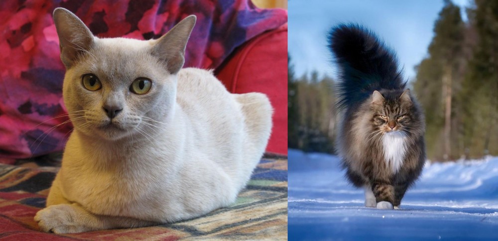 Norwegian Forest Cat vs European Burmese - Breed Comparison