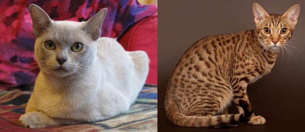 Ocicat vs European Burmese - Breed Comparison