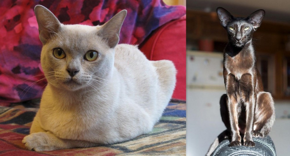 Oriental Shorthair vs European Burmese - Breed Comparison