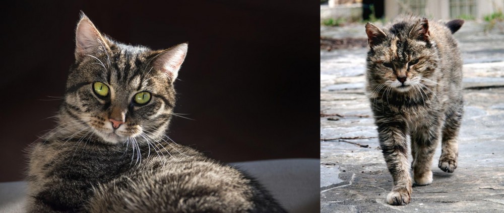 Farm Cat vs European Shorthair - Breed Comparison