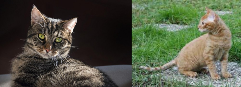 German Rex vs European Shorthair - Breed Comparison